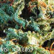 Vision Seeds Silver Haze